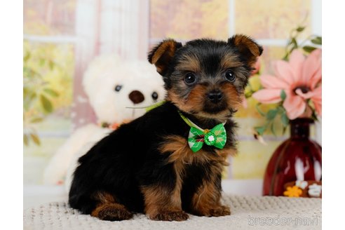 成約済の神奈川県のヨークシャーテリア-304144の8枚目