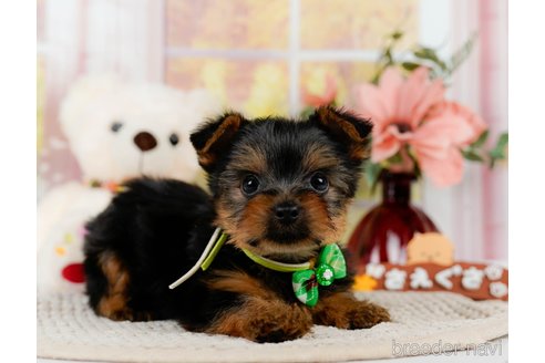 成約済の神奈川県のヨークシャーテリア-304144の10枚目