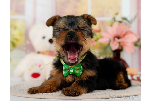 成約済の神奈川県のヨークシャーテリア-304144の11枚目
