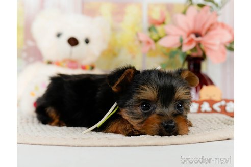 成約済の神奈川県のヨークシャーテリア-304144の4枚目