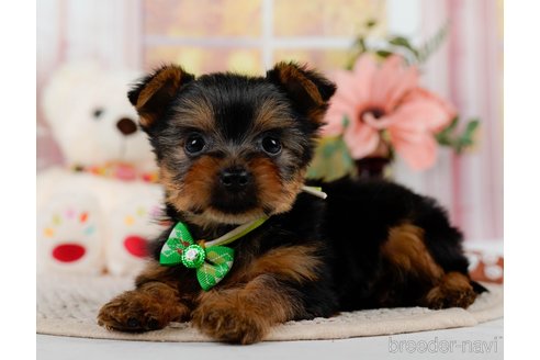 成約済の神奈川県のヨークシャーテリア-304144の6枚目