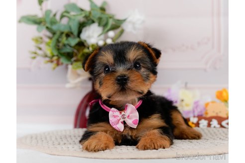 成約済の神奈川県のヨークシャーテリア-304146の9枚目