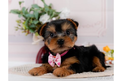 成約済の神奈川県のヨークシャーテリア-304146の5枚目