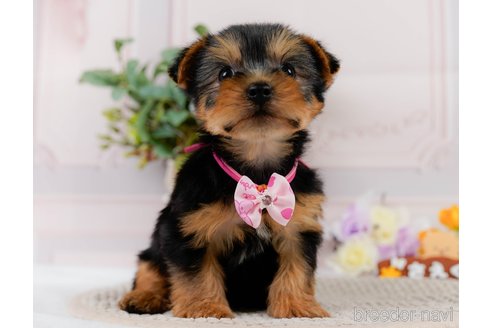 成約済の神奈川県のヨークシャーテリア-304146の6枚目