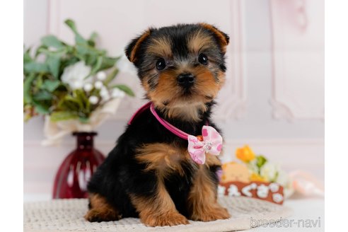 成約済の神奈川県のヨークシャーテリア-304146の7枚目