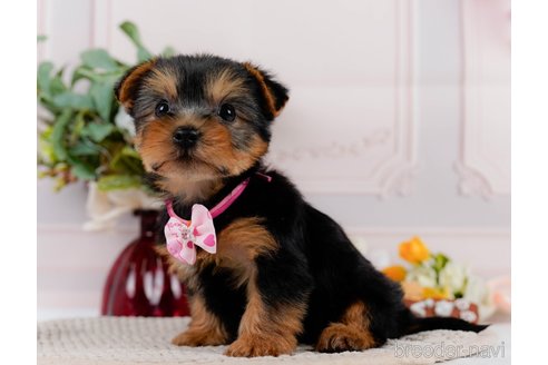 成約済の神奈川県のヨークシャーテリア-304146の3枚目