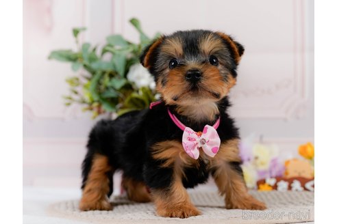 成約済の神奈川県のヨークシャーテリア-304146の4枚目