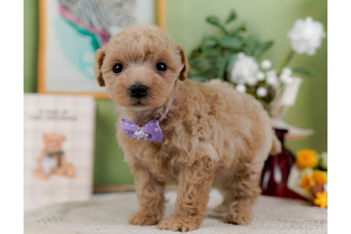 成約済の神奈川県のトイプードル-304148の4枚目