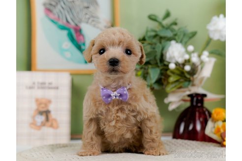 成約済の神奈川県のトイプードル-304148の1枚目