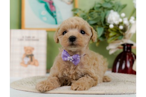 成約済の神奈川県のトイプードル-304148の6枚目