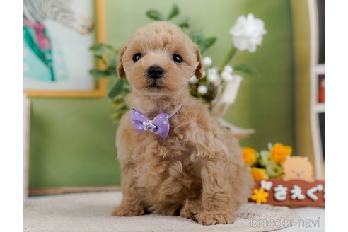 成約済の神奈川県のトイプードル-304148の5枚目