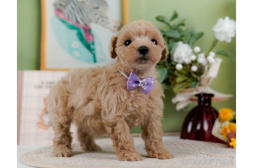 成約済の神奈川県のトイプードル-304148の7枚目