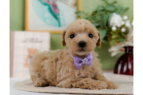 成約済の神奈川県のトイプードル-304148の2枚目