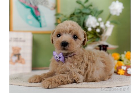 成約済の神奈川県のトイプードル-304148の3枚目