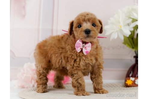 成約済の神奈川県のトイプードル-304149の11枚目