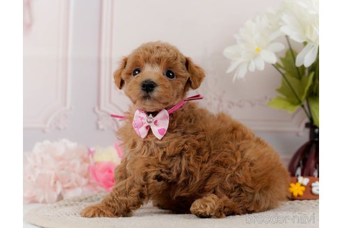 成約済の神奈川県のトイプードル-304149の5枚目