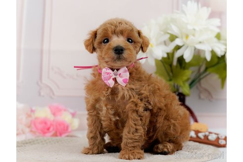 成約済の神奈川県のトイプードル-304149の7枚目