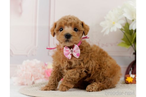 成約済の神奈川県のトイプードル-304149の1枚目