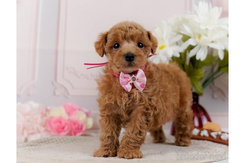 成約済の神奈川県のトイプードル-304149の8枚目