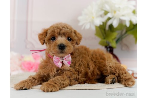 成約済の神奈川県のトイプードル-304149の3枚目