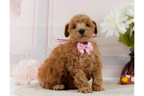 成約済の神奈川県のトイプードル-304149の4枚目