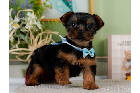 成約済の神奈川県のヨークシャーテリア-304151の12枚目