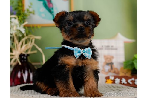 成約済の神奈川県のヨークシャーテリア-304151の8枚目