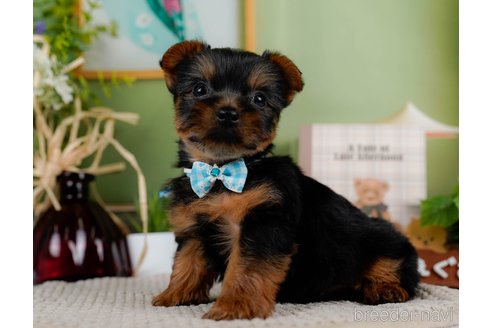 成約済の神奈川県のヨークシャーテリア-304151の9枚目