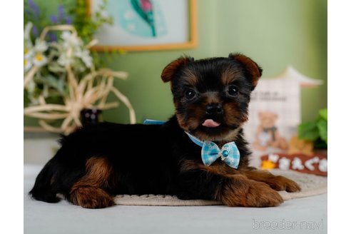 成約済の神奈川県のヨークシャーテリア-304151の10枚目
