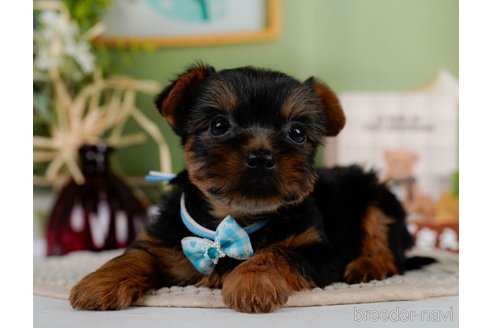 成約済の神奈川県のヨークシャーテリア-304151の1枚目