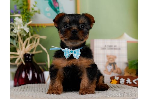 成約済の神奈川県のヨークシャーテリア-304151の11枚目