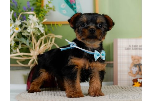 成約済の神奈川県のヨークシャーテリア-304151の3枚目