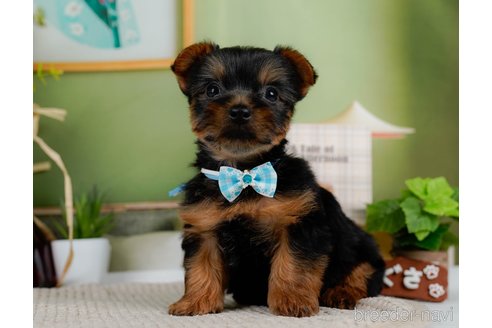 成約済の神奈川県のヨークシャーテリア-304151の4枚目