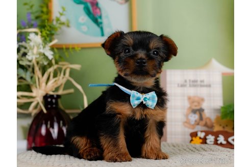 成約済の神奈川県のヨークシャーテリア-304151の5枚目