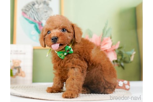 成約済の静岡県のトイプードル-304153の7枚目