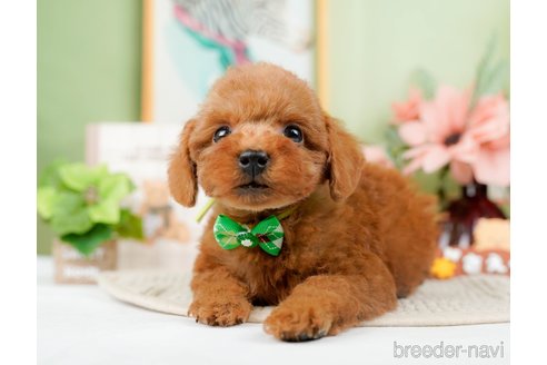 成約済の静岡県のトイプードル-304153の3枚目