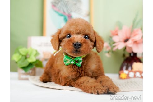 成約済の静岡県のトイプードル-304153の4枚目