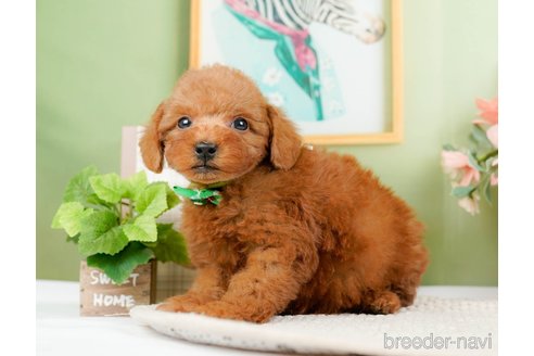 成約済の静岡県のトイプードル-304153の5枚目