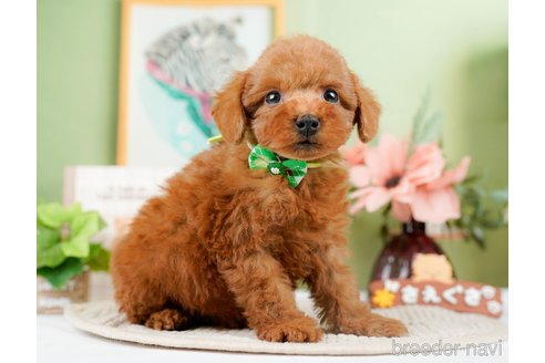 成約済の静岡県のトイプードル-304153の6枚目