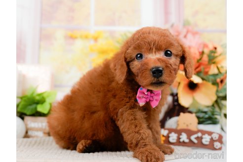 成約済の静岡県のトイプードル-304155の4枚目