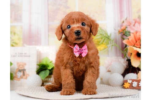 成約済の静岡県のトイプードル-304155の1枚目