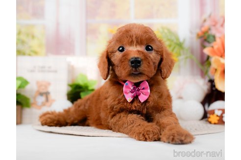 成約済の静岡県のトイプードル-304155の3枚目