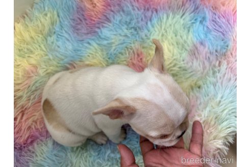 成約済の茨城県のフレンチブルドッグ-300300の7枚目