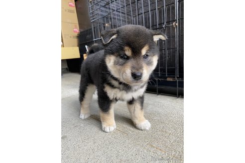 成約済の滋賀県の柴犬-304159の5枚目