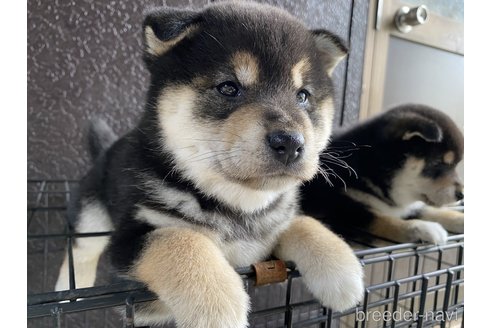 成約済の滋賀県の柴犬-304159の4枚目