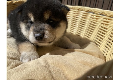 成約済の滋賀県の柴犬-304159