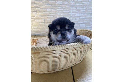 成約済の滋賀県の柴犬-304159の3枚目