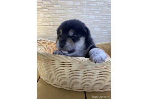 成約済の滋賀県の柴犬-304159の2枚目