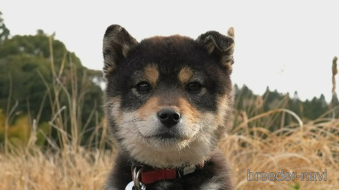 成約済の千葉県の豆柴-304196の1枚目