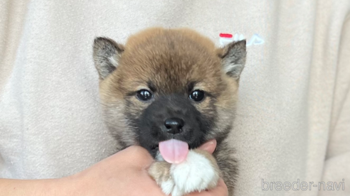 成約済の愛知県の豆柴-297749の1枚目